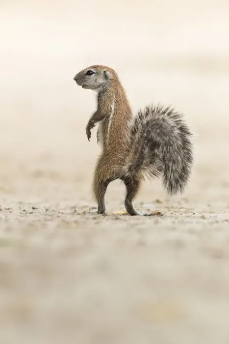 Framed Print : Ground squirrel (Xerus inauris) standing upright, Kgalagadi Transfrontier Park, Northern Cape, South Africa, Africa Framed Print : Ground squirrel (Xerus inauris) standing upright, Kgalagadi Transfrontier Park, Northern Cape, South Africa, Africa