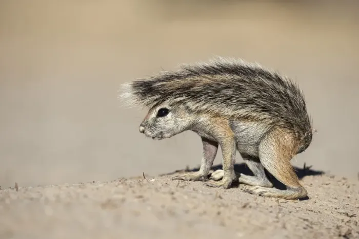 Framed Print : Ground squirrel (Xerus inauris) young, Kgalagadi Transfrontier Park, Northern Cape Framed Print : Ground squirrel (Xerus inauris) young, Kgalagadi Transfrontier Park, Northern Cape