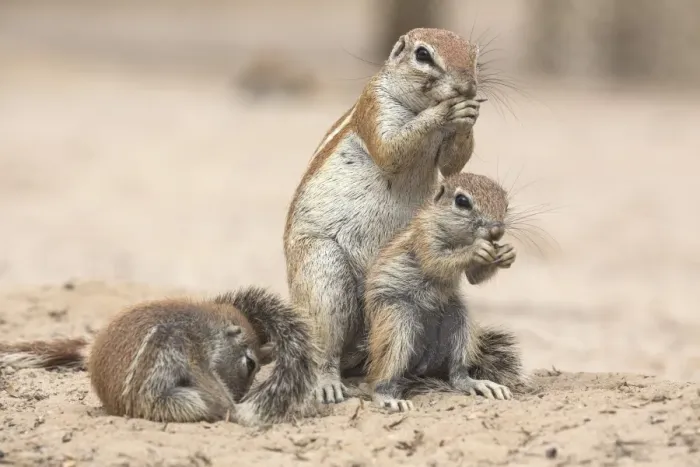 Framed Print : Ground squirrels (Xerus inauris), Kgalagadi Transfrontier Park, Northern Cape, South Africa Framed Print : Ground squirrels (Xerus inauris), Kgalagadi Transfrontier Park, Northern Cape, South Africa