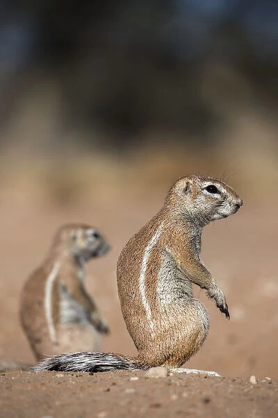 Ground squirrels (Xerus inauris), Kgalagadi Transfrontier Park, Northern Cape, South Africa