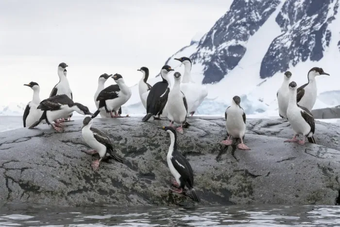 Framed Print : A group of adult Antarctic shags (Leucocarbo bransfieldensis) Framed Print : A group of adult Antarctic shags (Leucocarbo bransfieldensis)