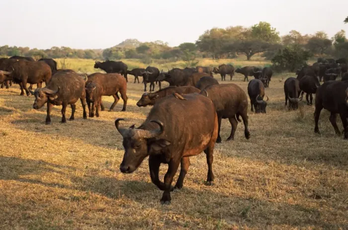 Framed Print : Group of African buffalo (Cyncerus caffer) Framed Print : Group of African buffalo (Cyncerus caffer)