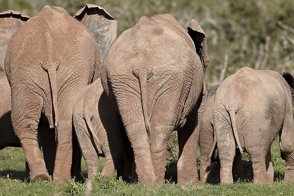 Group of African elephant (Loxodonta africana) from the rear, Addo Elephant National Park