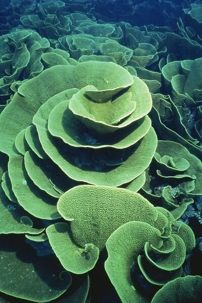 Group of cabbage patch coral, Taveuni, Fiji, Pacific