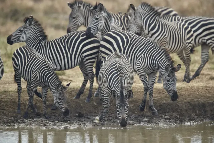 Framed Print : Group of common zebra (plains zebra) (Burchells zebra) (Equus burchelli) drinking Framed Print : Group of common zebra (plains zebra) (Burchells zebra) (Equus burchelli) drinking