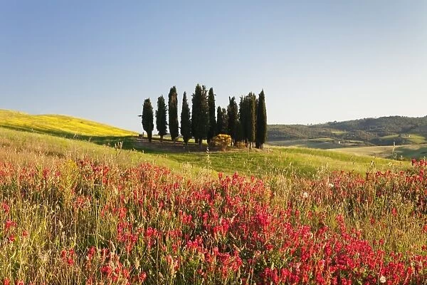 Group of cypress trees and field of flowers, near San Quirico, Val d Orcia (Orcia Valley)