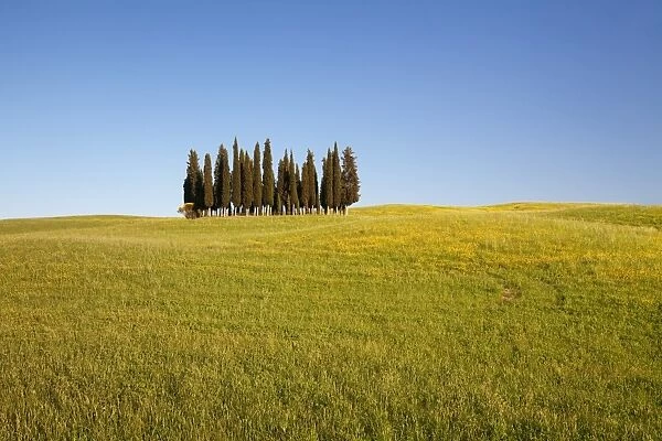 Group of cypress trees, near San Quirico, Val d Orcia (Orcia Valley), UNESCO World Heritage Site