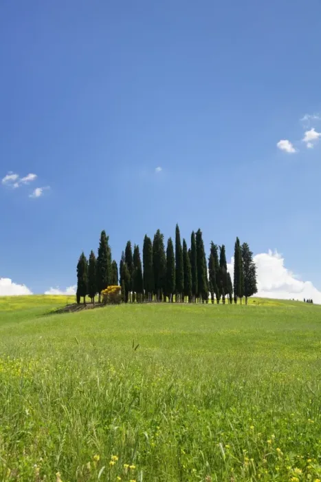 Framed Print : Group of cypress trees, near San Quirico, Val d Orcia (Orcia Valley), UNESCO World Heritage Site Framed Print : Group of cypress trees, near San Quirico, Val d Orcia (Orcia Valley), UNESCO World Heritage Site