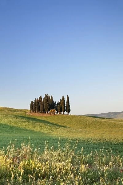 Group of Cypress trees, near San Quirico, Val d Orcia (Orcia Valley), UNESCO World Heritage Site