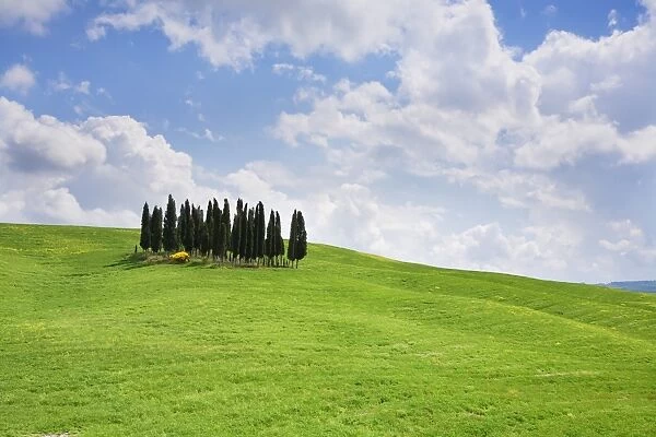 Group of cypress trees near San Quirico, Val d Orcia, UNESCO World Heritage Site, Province Siena, Tuscany, Italy, Europe