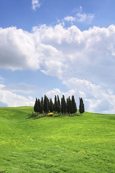 Group of cypress trees near San Quirico, Val d Orcia, UNESCO World Heritage Site, Province Siena, Tuscany, Italy, Europe