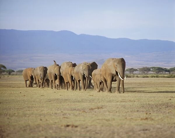 A group of elephants including young