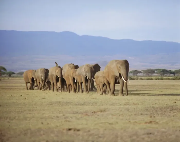Framed Print : A group of elephants including young Framed Print : A group of elephants including young