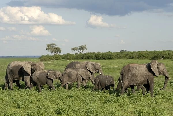 Group of elephants after mud bath, Chobe National Park, Botswana, Africa