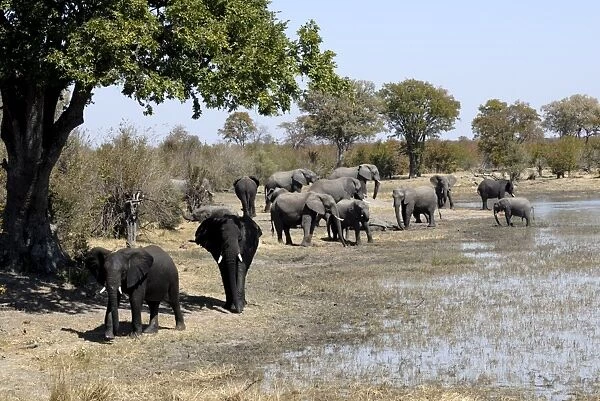 Group of elephants after mud bath, Hwange National Park, Zimbabwe, Africa