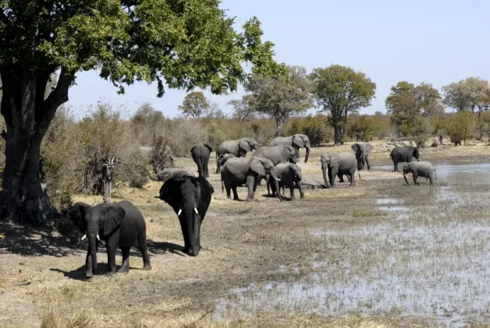 Framed Print : Group of elephants after mud bath, Hwange National Park, Zimbabwe, Africa Framed Print : Group of elephants after mud bath, Hwange National Park, Zimbabwe, Africa
