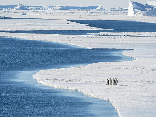 A group of emperor penguins (Aptenodytes forsteri), on the ice near Snow Hill Island, Weddell Sea, Antarctica, Polar Regions