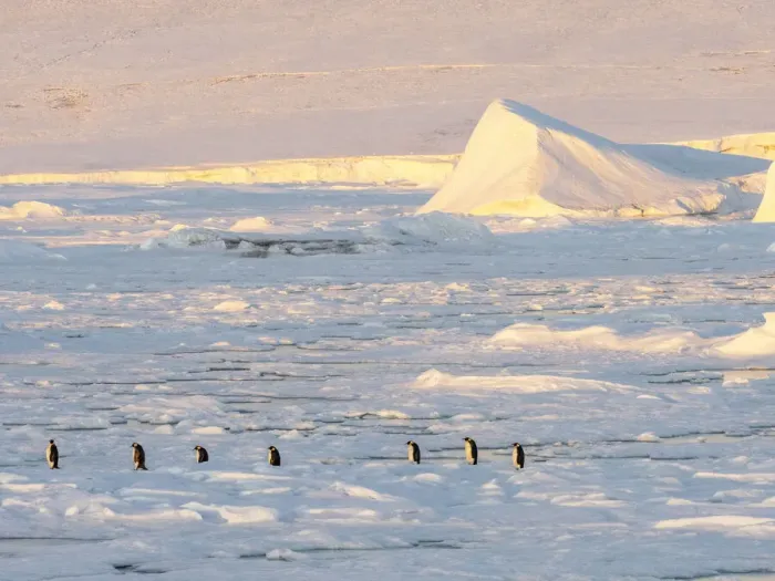 Framed Print : A group of emperor penguins (Aptenodytes forsteri), on the ice near Snow Hill Island, Weddell Sea, Antarctica, Polar Regions Framed Print : A group of emperor penguins (Aptenodytes forsteri), on the ice near Snow Hill Island, Weddell Sea, Antarctica, Polar Regions