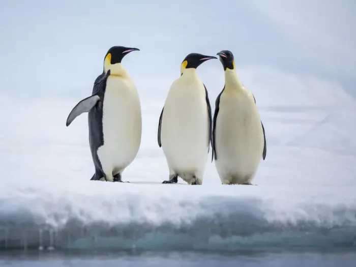Framed Print : A group of emperor penguins (Aptenodytes forsteri), on the ice near Snow Hill Island, Weddell Sea, Antarctica, Polar Regions Framed Print : A group of emperor penguins (Aptenodytes forsteri), on the ice near Snow Hill Island, Weddell Sea, Antarctica, Polar Regions