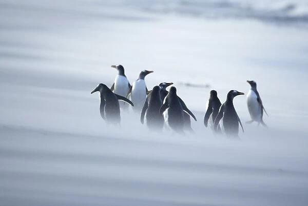A group of Gentoo penguins (Pygocelis papua papua) caught in a sand storm