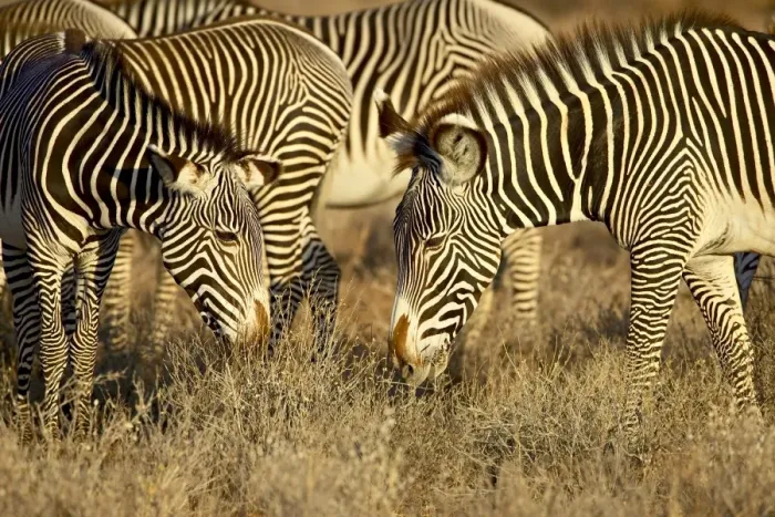 Framed Print : Group of Grevys zebra (Equus grevyi) grazing Framed Print : Group of Grevys zebra (Equus grevyi) grazing
