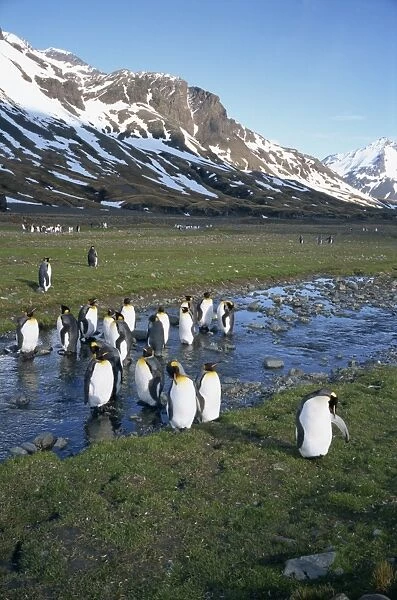 Group of king penguins