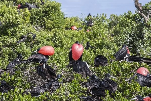 A group of male frigate birds with red throat pouches oversees females with chicks
