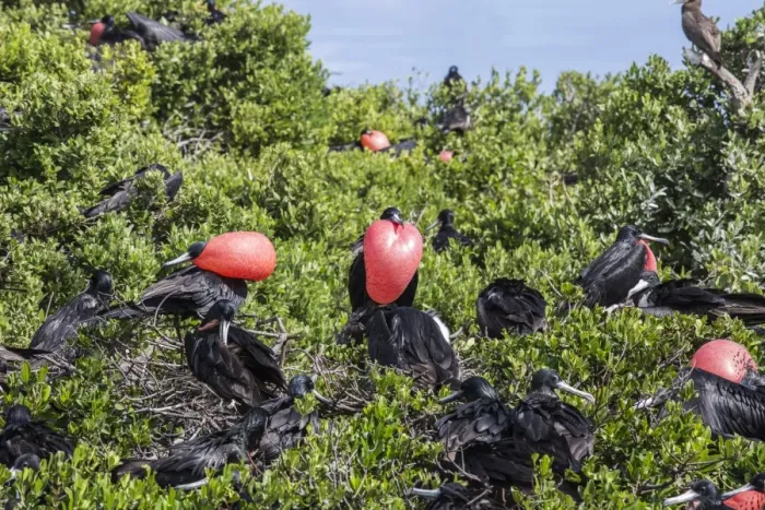 Framed Print : A group of male frigate birds with red throat pouches oversees females with chicks Framed Print : A group of male frigate birds with red throat pouches oversees females with chicks