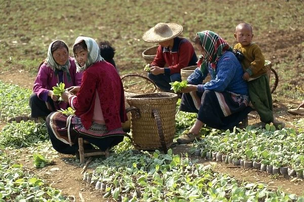 Group of Miao women potting tobacco plants at Longliw in Guangxi, China, Asia