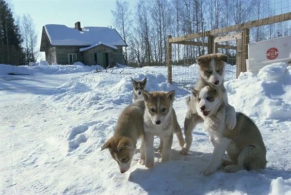 Group of five purebred Siberian husky pups at 8 weeks at Vihari kennels
