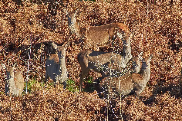 A group of Red Deer (Cervus elaphus), among bracken in Exmoor countryside, near Dunster, Exmoor National Park, Somerset, England, United Kingdom, Europe