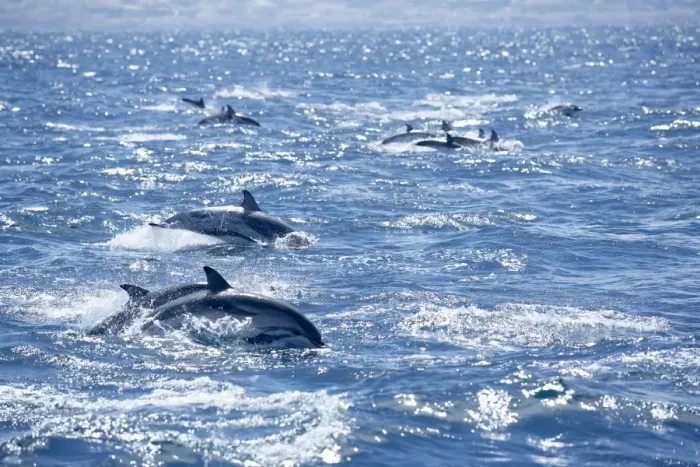Framed Print : Group of striped dolphins (Stenella coeruleoalba) swimming Framed Print : Group of striped dolphins (Stenella coeruleoalba) swimming