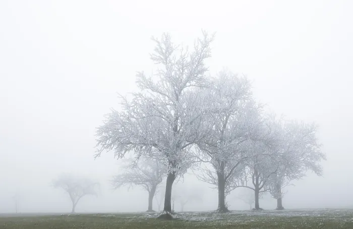 Framed Print : Group of trees in the fog, with hoarfrost, Mondsee lake, Mondseeland region, Salzkammergut, Upper Austria, Austria Framed Print : Group of trees in the fog, with hoarfrost, Mondsee lake, Mondseeland region, Salzkammergut, Upper Austria, Austria
