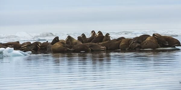 Group of Walrus (Odobenus rosmarus) resting on an ice floe, Krasin Bay, Wrangel Island, UNESCO World Heritage Site, Chuckchi Sea, Chukotka, Russian Far East, Russia, Eurasia
