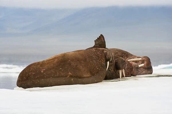 Group of walrus (Odobenus rosmarus) resting on the ice, Cape Waring, Wrangel Island, UNESCO World Heritage Site, Chuckchi Sea, Chukotka, Russia, Eurasia