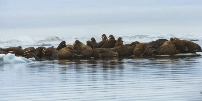 Framed Print : Group of Walrus (Odobenus rosmarus) resting on an ice floe, Krasin Bay, Wrangel Island, UNESCO World Heritage Site, Chuckchi Sea, Chukotka, Russian Far East, Russia, Eurasia Framed Print : Group of Walrus (Odobenus rosmarus) resting on an ice floe, Krasin Bay, Wrangel Island, UNESCO World Heritage Site, Chuckchi Sea, Chukotka, Russian Far East, Russia, Eurasia