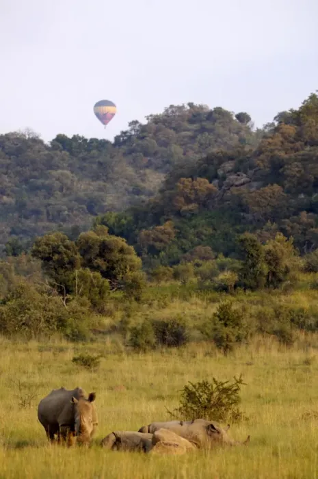 Framed Print : Group of white rhinos and balloon, Pilanesberg National Park, Sun City Framed Print : Group of white rhinos and balloon, Pilanesberg National Park, Sun City