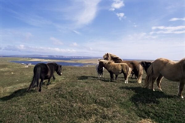 Groups of Shetland ponies graze the moors of Yell