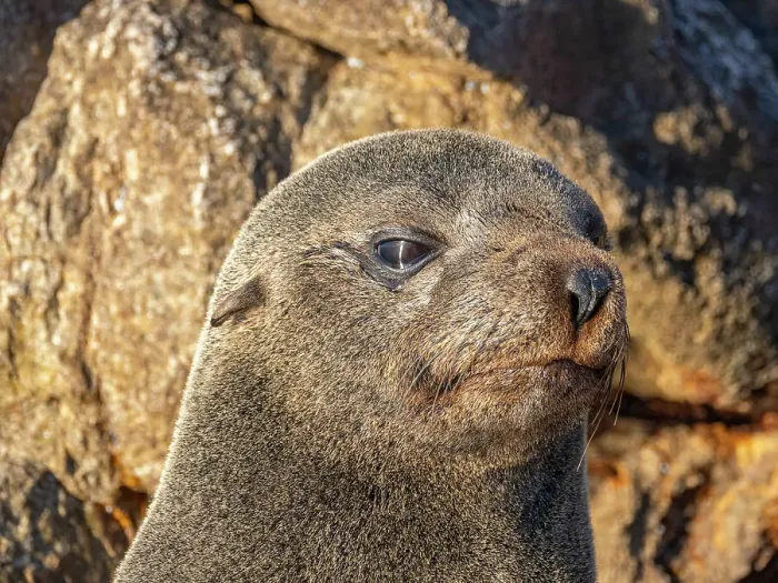 Framed Print : Guadalupe fur seal (Arctocephalus townsendi), at new haul out on Las Animas Island, Baja California Sur, Sea of Cortez, Mexico, North America