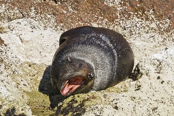 Guadalupe fur seal (Arctocephalus townsendi), Isla San Pedro Martir, Gulf of California (Sea of Cortez), Baja California, Mexico, North America