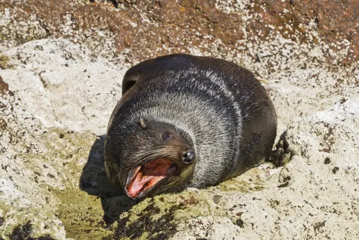 Framed Print : Guadalupe fur seal (Arctocephalus townsendi), Isla San Pedro Martir, Gulf of California (Sea of Cortez), Baja California, Mexico, North America Framed Print : Guadalupe fur seal (Arctocephalus townsendi), Isla San Pedro Martir, Gulf of California (Sea of Cortez), Baja California, Mexico, North America