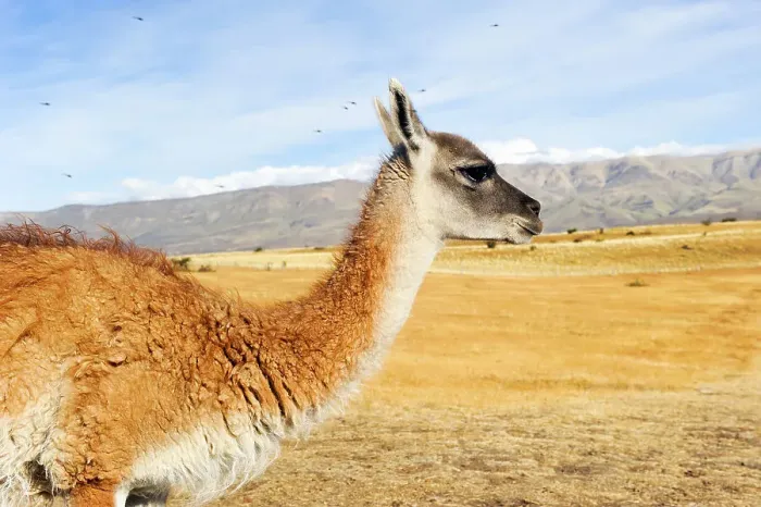 Framed Print : Guanaco, around El Calafate, Patagonia, Argentina, South America Framed Print : Guanaco, around El Calafate, Patagonia, Argentina, South America
