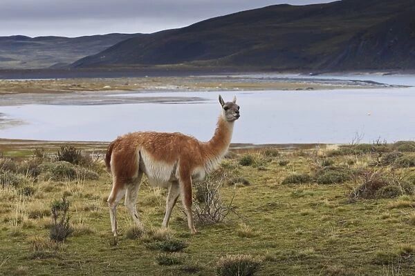Guanaco (Lama guanicoe) on lake foreshore, Torres del Paine National Park, Patagonia, Chile, South America
