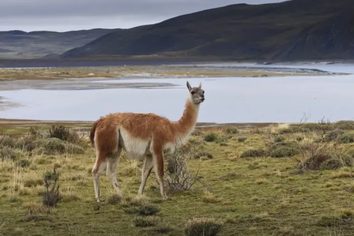 Framed Print : Guanaco (Lama guanicoe) on lake foreshore, Torres del Paine National Park, Patagonia, Chile, South America Framed Print : Guanaco (Lama guanicoe) on lake foreshore, Torres del Paine National Park, Patagonia, Chile, South America