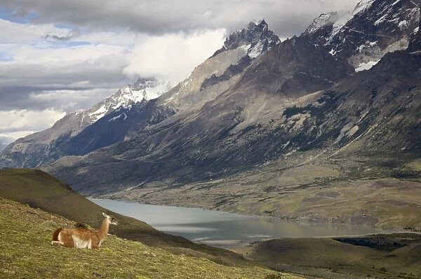 Guanaco (Lama guanicoe) with mountains and Lago Nordenskjsld in the background