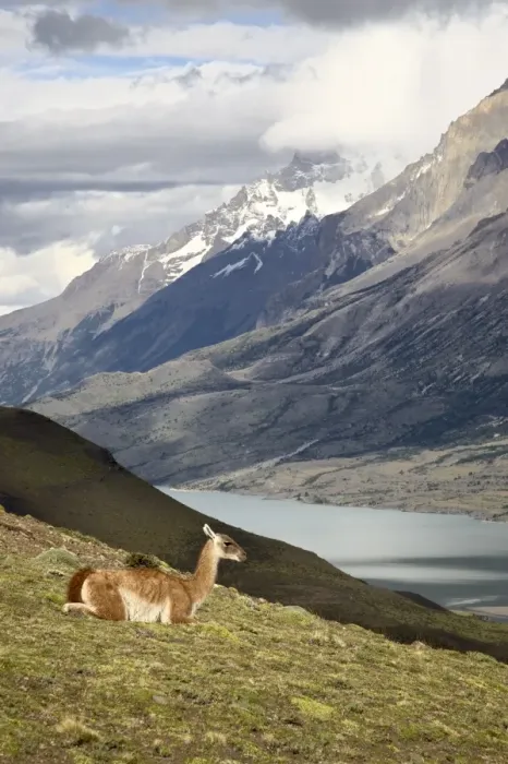 Framed Print : Guanaco (Lama guanicoe) with mountains and Lago Nordenskjsld in the background Framed Print : Guanaco (Lama guanicoe) with mountains and Lago Nordenskjsld in the background