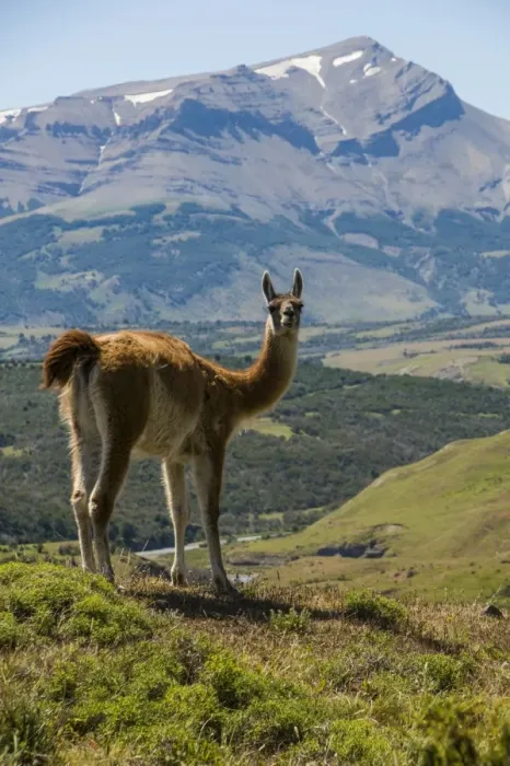 Framed Print : Guanaco (Lama Guanicoe), Torres del Paine National Park, Patagonia, Chile, South America