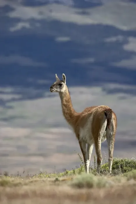 Framed Print : Guanaco (Lama guanicse) standing on a ridge, Torres del Paine, Patagonia Framed Print : Guanaco (Lama guanicse) standing on a ridge, Torres del Paine, Patagonia