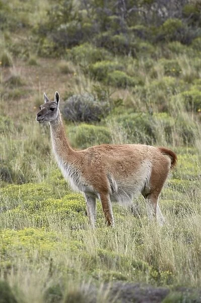 Guanaco (Lama guanicse), Torres del Paine, Patagonia, Chile, South America