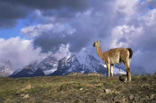 Guanaco (llama) and Cuernos del Paine, Torres del Paine National Park, Patagonia